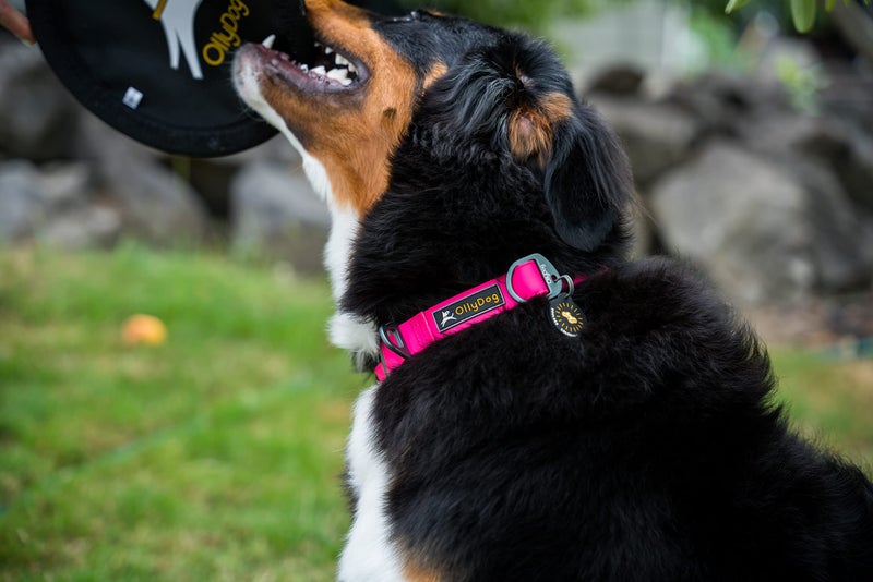 OllyDog Tilden Collar, Waterproof Dog Collar with Quick Release Buckle, Coated Stink-Proof Webbing, Lightweight Collar for Large, Medium and Small Dogs (Large, Pink) - Image 5